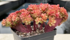 Sedeveria Magic Gold Crested Korean Succulent - Picture 1 of 10