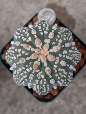 Astrophytum Asterias cv Superkabuto V type f Star shape, 2.75" pot shown - Image 1 of 4
