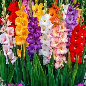 Gladioli Bulbs mixed colours - pack x 100 bulbs - Picture 1 of 1