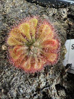 Semillas de rocío de planta carnívora Drosera tokaiensis 50+ semillas por pedido Foto 1 de 2