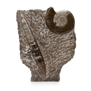 Goniatite Ammonite & Orthoceras Fossil Plaque in Rock Free Stand Brown Tone - Picture 1 of 8