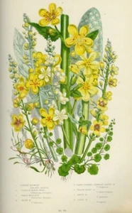 1899 Antique Print = VERBENA (161) = Flower Plants = CHROMOLITHO by A. Pratt - Picture 1 of 1