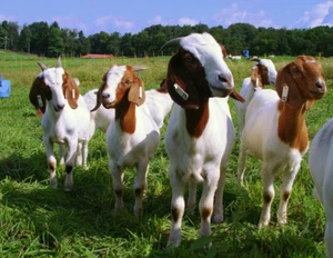 Raising Goats Chicken CD Hydroponics BeeHives 35 Books Poultry Nursery Sheep - Picture 1 of 3