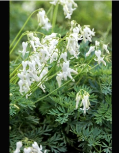 Dicentra Amore Titanium Bleeding Heart Plant Perennial 1 x 1 Litre Pot - Picture 1 of 1