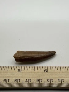 Tyrannosaurus T REX 1.5” African Carcharodontosaurus REAL FOSSIL SC 45 - Picture 1 of 5
