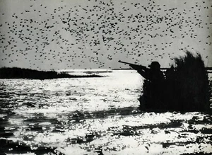 1950s Vintage Duck Hunting Lake Landscape PHILLIP MILLER Photo Gravure On 8X10 - Picture 1 of 1