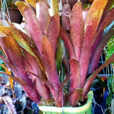 BUY ANY 3 SAVE 15% BROMELIAD Billbergia Vinzant's WATERMELON MAN Colorful Offset - Image 1 of 4