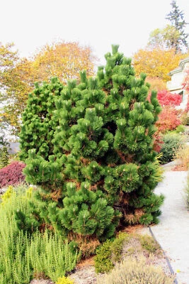 Pinus thunbergii 'Cabeza de Trueno' - Pino Negro Japonés *Planta Viva Foto 1 de 4