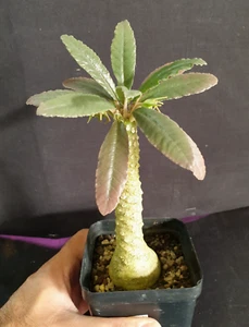 Dorstenia lavranos hybrid caudiciform succulent Rare - Picture 1 of 3