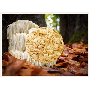 POLVO EXTRACTO MELENA DE LEÓN 30% POLISACÁRIDOS 25 g hongo Hericium erinaceus - Imagen 1 de 1