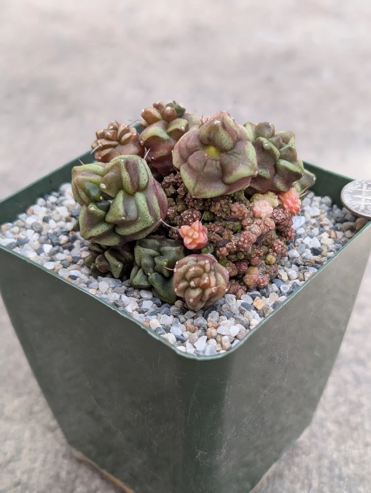 Collection Item! Bouquet Style Daydream Gymnocalycium, 3" - Image 1 of 1