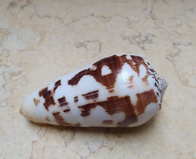 Conus Striatus RARE Beautiful HUGE red Sea shell 97.5mm WOW Pattern SPECIMEN - Image 1 of 4
