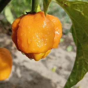 Sabo , 10 semillas , Capsicum chinense (492) - Picture 1 of 1
