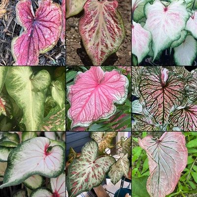 Caladium Mix Strap (Strap Leaf Varieties) - Image 1 of 4