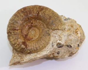 Ammonit, Grammoceras thouarsense, Jura, Toarc, Feuguerolles, Normandie, FRA-L506 - Picture 1 of 5