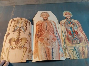 Papel de referencia médica modelo anatómico masculino femenino de la década de 1930 desplegable abatible 12"" - Imagen 1 de 9