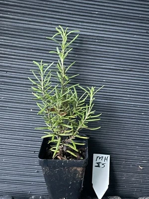 Madeline Hill Rosemary - Image 1 of 3