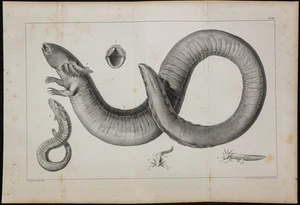 1839 - Planche d'anatomie & Urodèles - Sirène de Caroline du Sud - Lithographie - Picture 1 of 5