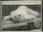 1975 Press Photo Polar bear sleeping at Duisburg, West Germany Zoo - hpw13721