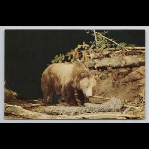 Postal de colección oso pardo Bozeman Montana oso sin publicar felpa vista panorámica - Imagen 1 de 4