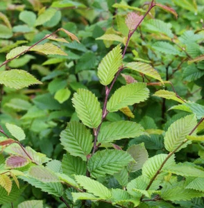Hainbuche Weißbuche 100-125cm - Carpinus betulus - Bild 1 von 1