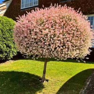 Salweide Harlekin Weide Japan Salix Hakuro Bienenweide Stämmchen Baum 120-140 cm - Bild 1 von 1