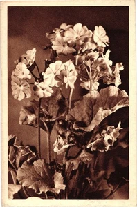 Cartolina d'epoca floreale seppia con gerani di KPL Editore Europa - Foto 1 di 2