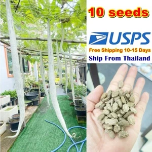 S3 Snake Gourd Snaky Se eds Home Garden Asian Fresh Vegetable The Best Thai - Picture 1 of 7