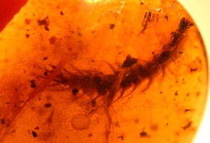 Superb Cretaceous Caterpillar in Burmese Burmite Amber Fossil Dinosaur Age - Picture 1 of 9