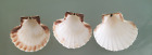 3 Scallop Sea Shells Natural 10-11cm Aquarium Crafts Food Serving Dish Fish Tank