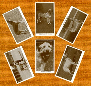 IRISCHER WOLFHUND SET MIT SECHS BENANNTEN HUNDEN SAMMLERKARTEN HANDELSKARTEN TOLLES GESCHENK - Bild 1 von 1