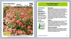 Dwarf Red Spirea #10 Showy Shrubs - My Green Gardens 1987 Cardmark Card - Picture 1 of 1