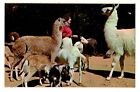 York Beach Maine Postcard Animal Forst Park Hand Feeding Tame Animals #75338