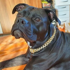 Pet Dog Collar Necklace With FullDiamonds Chain DogChain Dog Collar Lock Buckle◈ - Picture 1 of 17