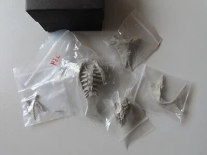 Kit Modelo Resina Busto Capitán Albrork Marineros Negros 1/12, Fantasía Pirata Orco - Imagen 1 de 3