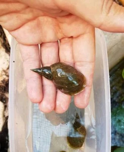 Schnecke Schnecken Aquarium Süßwasser Lymnaea Stagnalis Teichreiniger Teich - Bild 1 von 1