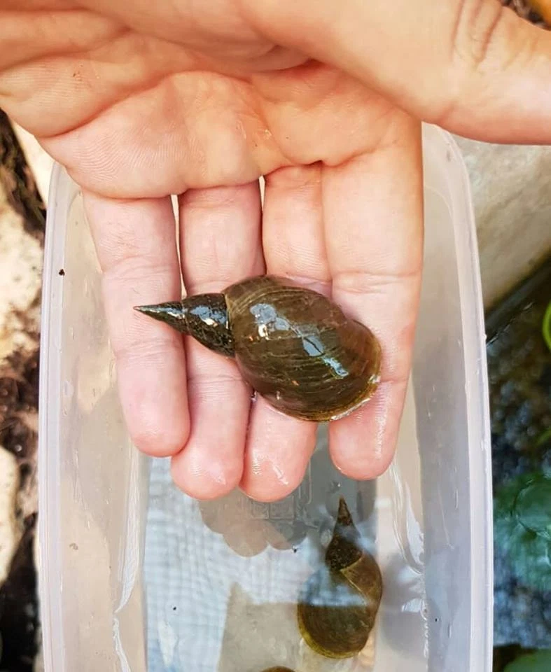 ACQUALANDER Lumaca lumache acquario acqua dolce Lymnaea Stagnalis pulitore stagno laghetto