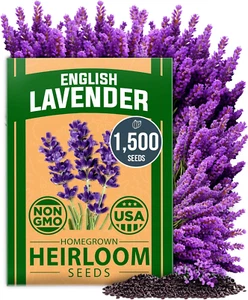 1500 English Lavender Seeds - Non-GMO, High Germination, Indoor/Outdoor Planting - Picture 1 of 10