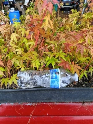 50  Acer Palmatum Seedlings  2-10 Inches Tall - Image 1 of 4