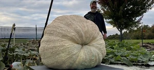 Atlantic Giant Pumpkin Seeds 1541.5 McMillin’22 (2030 Kisamore X 2356 Mendi) $35 - Picture 1 of 10