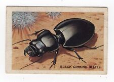 Australian Beetles Trade card - Black Ground Beetle