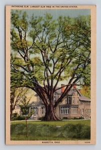 Postcard Rathbone Elm Largest Elm Tree In The United States Marietta Ohio - Picture 1 of 2