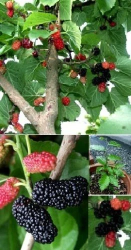 Riesen Ertrag Samen schwarzer Maulbeerbaum winterhart Obst - Bild 1 von 1