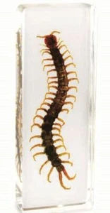 Insect Office Paperweight Real Giant Centipede Specimen Taxidermy - Large - Picture 1 of 1