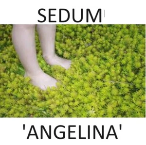 SEDUM RUPESTRE~ANGELINA~LIVE SUCCULENT HARDY GROUND COVER PLANT PATHWAY STEPABLE - Picture 1 of 4