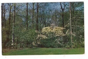 Blooming DOGWOOD TREES At LAKE VIEW CEMETERY Cleveland Ohio Oh Postcard - Picture 1 of 2