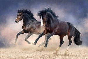 Horse Running Couple Black Arts Canvas home decor framed Stretched wall Art - Picture 1 of 1