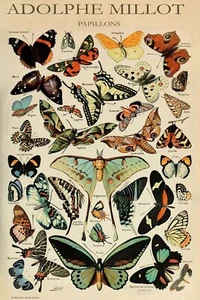 Impresión de arte de pared de historia natural mariposas mariposas de colección por Adolphe Millot - Imagen 1 de 6