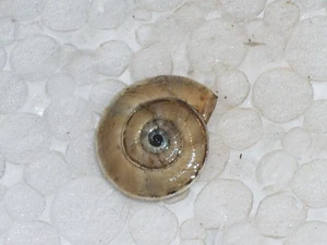 XEROSECTA EXPLANATA WOOOOOW - Imagen 1 de 2