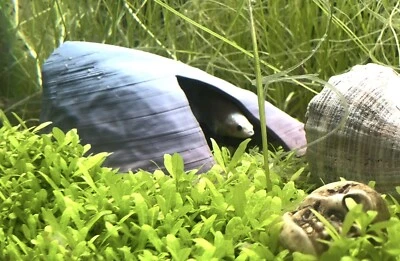 Маленький - креветки/рыбы рок шкура - сделано с пищевой безопасный PLA - несколько цветов - Изображение 1 из 4